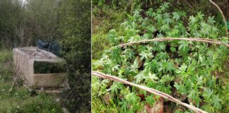 Приведен жител на струмичко Муртино – одгледувал марихуана на месноста ,,Герено” а во домот пронајдени семки од канабис