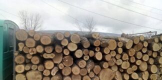 Кривични против вработени во Шумска полиција и шумското од Валандово – ја злоупотребиле службената положба