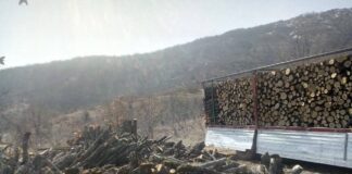 Вработен во шумското во Струмица дозволувал незаконска сеча и дотур на дрва за 200 евра, од полицијата заработи пријава