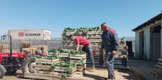 Нов договор меѓу трговците и министерот Трипуновски – зелката во Струмичко до 15 ти април да се откупува по 35 денари