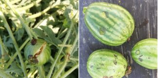 Жителите на општина Ново Село кои имат штети од невремето да пријават до Комисијата за проценка на штети