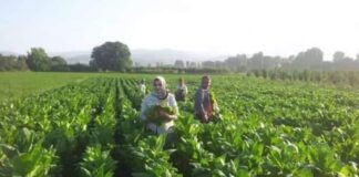 Исплатени субвенциите на 13.000 тутунари, денес и утре ќе бидат исплатени преостанатите 4 000