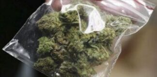 МВР: Приведени лица од Стојаково, Босилово и Муртино – кај првиот пронајдени исечени растенија канабис а кај другите марихуана