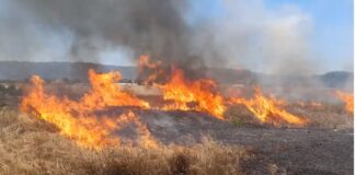 Регистрирани пожари во атарите на Дабиле и Пиперево струмичко но и во атарот на Гевгелија