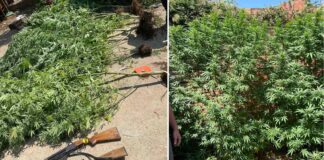 Во гевгелиско Кованец пронајдени стебла канабис и оружје, полицијата приведе едно лице