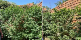 ОЈО Гевгелија отвори истрага за лицето од Кованец кој одгледувал марихуана – доби и притвор од 30 дена