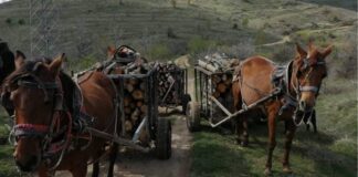 Тројца радовишани кај ,,Градска река’’ фатени со бесправно исечени дрва, дрва без документи најдени и во Ињево