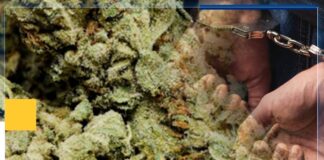 Приведен гевгеличанец, во неговиот дом пронајдена импровизирана лабораторија со канабис