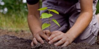 Ќе се пошумува опожарениот дел кај брана Паљурци – планирани 20 илјади парчиња чемперс и багрем