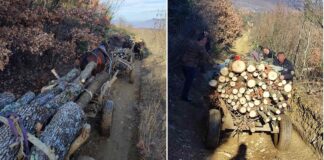 Фатени тројца дрвокрадци кај струмичко Варварица со 25 кубика натоварени на 15 запрежни возила
