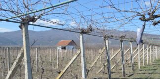 Оглас: Итно се продава парцела со лозов насад и овоштарник со викендичка кај Водоча – струмичко (фото)