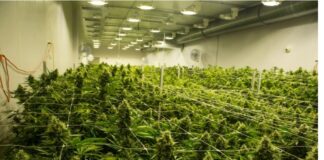 Кривична за Србин со престојувалиште во Гевгелија оти не пријавил промени во одгледувањето на канабис