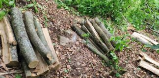 Приведени три лица од струмичко Банско, биле затекнати како нелегално сечат дрва на Беласица