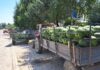 Во Колешино ниски откупни цени на бостанот, тракторска приколка од 2,5 тона се купува и за 10 илјади денари
