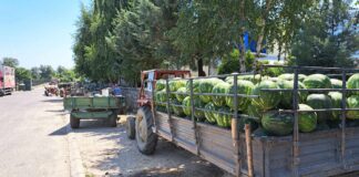 Во Колешино ниски откупни цени на бостанот, тракторска приколка од 2,5 тона се купува и за 10 илјади денари