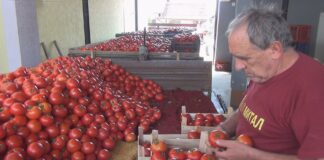 Прекупци со високи маржи го поскапуваат зеленчукот – земјоделците со најмала заработувачка