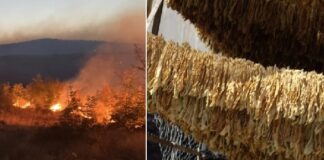 Приведено лице од радовишко Али Коч признал дека предизвикал пожар кај ,,Градска корија“ но и во сушница со низи од тутун