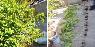 Претрес во Гевгелија, пронајдени стебла канабис, приведен дилер (фото)