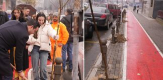 На едно исечено засадуваме 10 нови дрвја, вели Костадинов кој со младите струмичани засадија 150 дрвца долж булеварите (фото)