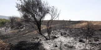 Во атарот на радовишко Покрајчево изгоре овошен насад и тополи