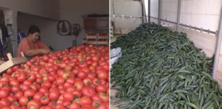 ДЗС: Лани помалку производство на домати и краставици во однос на 2022 – зголемување има кај пиперките