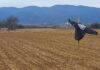 Фото вест: Плашила го чуват засеаното од птици и натрапници