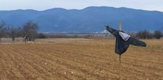 Фото вест: Плашила го чуват засеаното од птици и натрапници