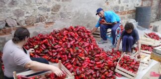 Договорени цените за откуп на „куртовска капија“ – истите се повисоки од лани, кажа мининстерот Трипуновски