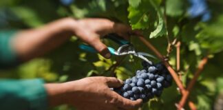 Пуштени субвенциите за предадено винско грозје кај преработувачки капацитети, соопшти Трипуновски