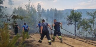 Дрвата зафатени со пожар нема да се продаваат по ниски туку по редовни цени за да се ублажат штетите од пожарите