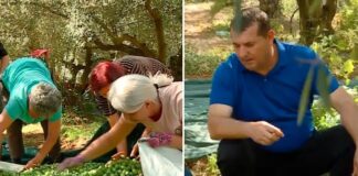 Семејството Иванови од Јосифово Валандовско произведуваат 20 тони маслинки но пласманот на родот е најголем проблем (ВИДЕО)