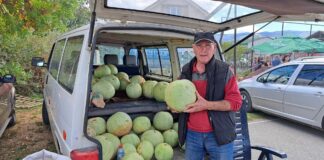 Илија Трајков Шемка од Босилово останува верен на традицијата – одгледува ,,зимски“ лубеници за Божиќ ! (ВИДЕО)