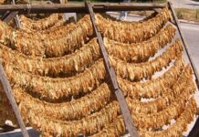 Кривична пријави против три лицa од Балдовци – краделе сув тутун од сушари во повеќе села од општините Василево и Босилово