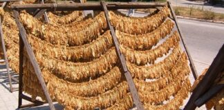 Кривична пријави против три лицa од Балдовци – краделе сув тутун од сушари во повеќе села од општините Василево и Босилово