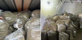 Запленети околу 4 тони марихуана во валандовското село Jосифово – пет лица заработија кривични