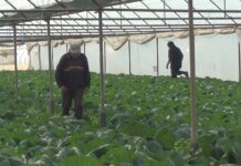 Мицкоски: Цената со која земјоделците го продаваат земјоделскиот производ е зголемена за 30% или 10 пати повеќе од импутот