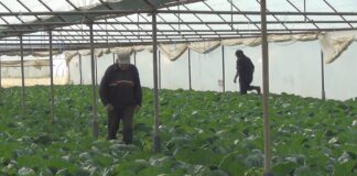 Мицкоски: Цената со која земјоделците го продаваат земјоделскиот производ е зголемена за 30% или 10 пати повеќе од импутот