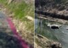 Од индустриската зона Север се испушта обоена црвена вода во каналот Водочница во кој има фрлено и леш од копитар