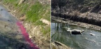 Од индустриската зона Север се испушта обоена црвена вода во каналот Водочница во кој има фрлено и леш од копитар