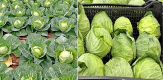 Има одредено шпекулативно однесување од страна на откупувачите на зелката, кажа премиерот Мицкоски откако откупната цена од 70 падна на 40 денари !