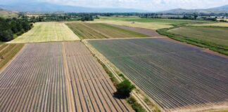 МЗШВ ќе проверува дали и како се работи државното земјоделско земјиште дадено под концесија, оти се земаат огромни субвенции