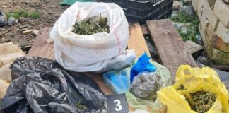 Претреси во струмичко, на парцела кај Борисово пронајдена дрога – приведени три лица, соопшти МВР