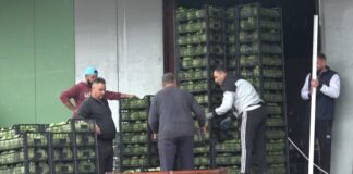 Во струмичко ќе влезат 30 милиони евра од извоз на зелка – откупната цена скокна над 50 денари, но количини се помалку !