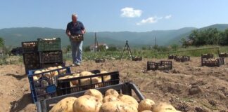 Постигнат договор – Младиот компир во наредните 10 дена во струмичко ќе се откупува по цена од 35 денари !