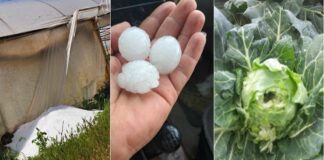 Огромни штети по невремето со град во Општините Василево и Босилово – земјоделците може да ги пријавуваат, комисиите формирани (видео)