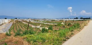 Десетици хектари под пластеници со пиперки уништени во струмичко Муртино – земјоделците бараат обештетување