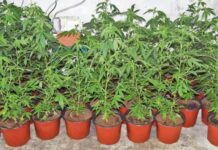 Радовишанец во дворното место и во саксии одгледувал марихуана – полицијата го лиши од слобода