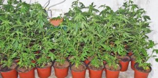 Радовишанец во дворното место и во саксии одгледувал марихуана – полицијата го лиши од слобода