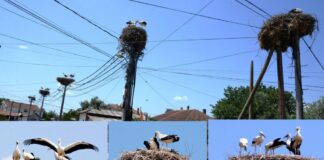 Летово рекордна бројка на штркови во Стојаково – милина за очи и низ селото и низ полето, вели Иванџиков !