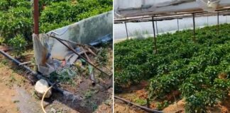 ЈП Плаваја од Радовиш откри лице кое си ги наводнува пластениците со водата за пиење од мрежата – ќе биде казнет (ВИДЕО)